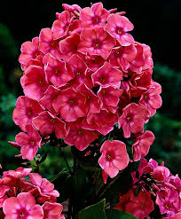 Phlox Windsor Plants From Bakker Spalding Garden Company Pflanzen Garten Balkonien