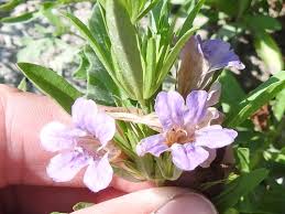 Image result for Dyschoriste trichocalyx