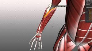 Brachioradialis , extensor carpi radialis longus , extensor carpi from the arm muscle diagram above, the muscles of the arm that can be seen easily on the surface include biceps, triceps, brachioradialis, extensor carpi. Muscles Of The Forearm 3d Interactive Anatomy Tutorial