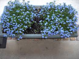 The blue flag is a hardy plant that requires shallow planting, with a bit of thick rhizome root showing. Best Blue Annual Flowers For Your Garden Hgtv