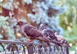 Other folks use narrow green garden posts. How To Stop Pigeons From Sitting On Your Fence 10 Smart Ways My Backyard Life