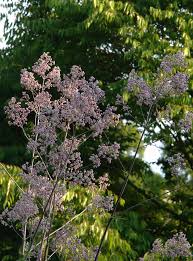 Image result for Thalictrum