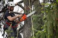 Tree Service Woodridge - Tree Removal - Tree Lopping - Stump ...