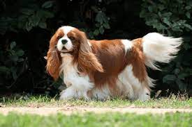 cavalier king charles cavalier king charles dog cavalier king spaniel king charles dog