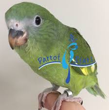 A page to share your canary winged parakeet (white winged parakeet), and ask others for advice, and share tips. White Winged Parakeet