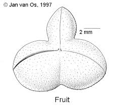 Image result for Micrococca capensis