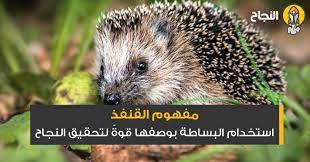 مفهوم القنفذ استخدام البساطة بوصفها قوة لتحقيق النجاح in 2021 animals hamster