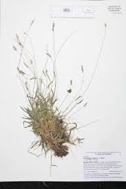 Image result for Sacciolepis indica