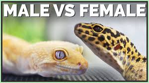 Mungkin bagi yang tinggal di daerah pedesaan, masih banyak terdapat pasar tradisional dan dapat jaman dahulu, sayur genjer erat sekali kaitannya dengan kemiskinan. Male Or Female Leopard Gecko How To Sex Geckos Youtube