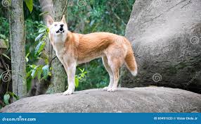 1,215 Wild Dingo Stock Photos - Free & Royalty-Free Stock Photos from  Dreamstime