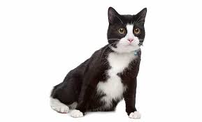 Felix the cat while it is true felix has a white mouth, he is generally thought of as a black cat and is one of the most famous cartoon cats in history. 100 Tuxedo Cat Names We Adore Find Cat Names