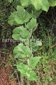 Image result for Urtica
