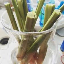 *** two year asparagus roots. 16 Foods That You Can Magically Regrow From Scraps Regrow Vegetables Growing Asparagus Asparagus Plant