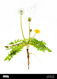 Image result for Taraxacum sp.