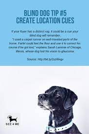 Have A Blind Dog We Offer Lots Of Tips On How To Care For Your Blind Or Disabled Dog One Of Our Tips Is To Create Location Cu Blind Dog Disabled