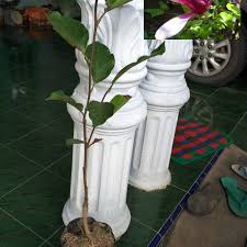 Apabila anda merupakan orang yang suka berkebun di halaman rumah, melakukan penanaman aneka jenis bibit tanaman hias atau bunga untuk meningkatkan sisi estetika lingkungan rumah adalah sebuah. Jual Jual Bibit Tanaman Bunga Kantil Merah Banyak Manfaat Bibit Biji Jakarta Timur Toko Tani Tokopedia