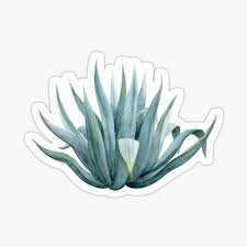 Discover facts and information about the meanings of secret and mysterious symbols used by native american indians in our list of symbols including the. Agave Plants Gifts Merchandise Redbubble