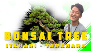 About Bonsai Tree 2019 Itahari Tarahara Nepal Youtube