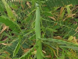 Image result for Sesbania pachycarpa