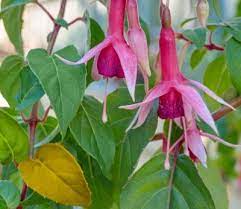 Yellow Leaves On Fuchsia Plants Fixes For A Fuchsia With Yellowing Foliage Fuchsia Plant Plant Leaves Turning Yellow Fuchsia Flowers