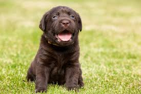 Keep advertising to a minimum and don't double post. The Puppy In The Basket Corona Consulting Llc