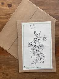 Image result for dipladenie amonea