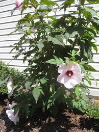 These Perenial Hibiscus Are Very Sturdy And Come Back Every Year They Make Flowers All Summer And Some Of Flowers Perennials Perennial Flowering Vines Plants