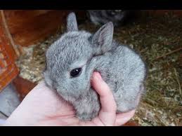 Sometimes people take a guess at where they should buy and later regret their decision. Where To Buy Dwarf Bunnies