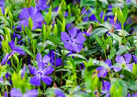 Image result for Vinca minor