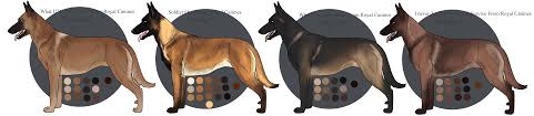 Usually, the fawn coat has a yellowish tan color which can vary from light to. Uk Belgian Malinois Imports Closed By Legio Canini Kennel On Deviantart
