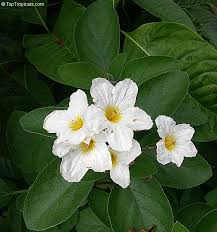 Image result for Cordia sp.A.