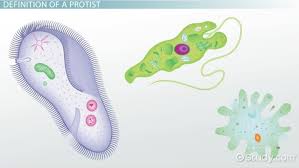 Flagellata, ciliophora, amoebozoa and sporozoa are the four types of protozoans. What Are The Four Major Phyla Of Animal Like Protists Study Com