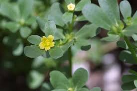 1) that is commonly found in low maintenance turf swards (fig. Ss Agr 368 Sc097 Biology And Control Of Horse Purslane And Common Purslane In Sugarcane