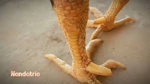 Jika pukulan ayam tersebut tepat mengenai leher atau kepala ayam lawan, maka dapat dipastikan ayam lawan. Waw 7 Jenis Sisik Kaki Ayam Bangkok Paling Disukai