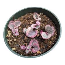 Image result for Ceropegia circinata