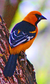 Identification Birds Of Texas Hill Country What S It Like Retiring In Texas Read Article By Clicking On Photo At Http Boomerinas Com 2012 05 Retire In The Tex Beautiful Birds Birds Wild Photography