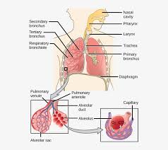 Labeled diagram of the neuron stock vector illustration of. Mammalian Respiratory System Diagram Transparent Png 544x653 Free Download On Nicepng
