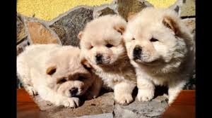 He has the typical spitz appearance: Chiots Chowchow A Vendre Vente De Chiots Chowchow Eleveur Chowchow Professionnel Paca