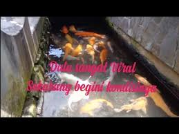 Ikan Koi Di Got Klaten Sekarang 2019 Dicampur Lele Patin Gurame Nila Dll Youtube
