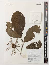 Image result for Maesobotrya floribunda