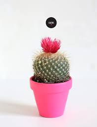 I think maybe we overwatered it, how can i save her? 5 Indoor Plants That Are Almost Impossible To Kill And How To Care For Them House Plants Indoor Cactus House Plants Indoor Cactus