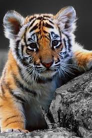 Epingle Sur Fond Ecran