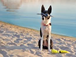 If you are planning to buy border collie for sale here we have everything you need to border collie puppy is available in two types of coats. Short Haired Border Collie A Comprehensive Guide All Things Dogs All Things Dogs
