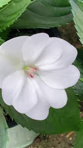 Image result for Impatiens keilii