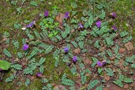 Image result for Triainolepis sancta