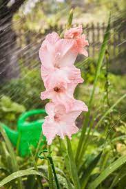 Check spelling or type a new query. How To Plant And Grow Gladiolus Gardener S Path