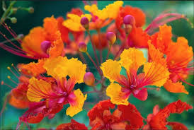 Mexican Bird Of Paradise Plant Varieties Pride Of Barbados Seeds National Flower Of Barbados Tropical Caribbean Shrub Birds Of Paradise Flower Pride Of Barbados Birds Of Paradise