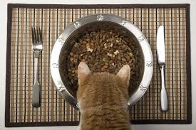 The bad news is that none of them are dry. How To Feed Your Diabetic Cat Tufts Catnip