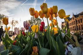 The tulip's flowers are usually large and are actinomorphic (radially symmetric) and hermaphrodite (contain both male and female characteristics. Tulips From Amsterdam Not So Much Says New Probe