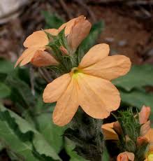 Image result for Crossandra mucronata